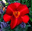 Hemerocallis Scarlet Tanager